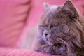 Muzzle of gray big long-haired British cat lies on a pink sofa. Concept weight gain during the New Year holidays, obesity Royalty Free Stock Photo