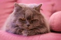 Muzzle of gray big long-haired British cat lies on a pink sofa. Concept weight gain during the New Year holidays, obesity Royalty Free Stock Photo