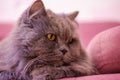 Muzzle of gray big long-haired British cat lies on a pink sofa. Concept weight gain during the New Year holidays, obesity, diet fo Royalty Free Stock Photo