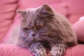 Muzzle of gray big long-haired British cat lies on a pink sofa. Concept weight gain during the New Year holidays, obesity, diet Royalty Free Stock Photo