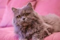 Muzzle of gray big long-haired British cat lies on a pink sofa. Concept weight gain during the New Year holidays, obesity, diet Royalty Free Stock Photo