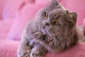 Muzzle of gray big long-haired British cat lies on a pink sofa. Concept weight gain during the New Year holidays, obesity, diet Royalty Free Stock Photo