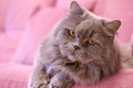 Muzzle of gray big long-haired British cat lies on a pink sofa. Concept weight gain during the New Year holidays, obesity, diet Royalty Free Stock Photo