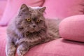 Muzzle of gray big long-haired British cat lies on a pink sofa. Concept weight gain during the New Year holidays, obesity, diet Royalty Free Stock Photo