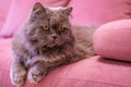 Muzzle of gray big long-haired British cat lies on a pink sofa. Concept weight gain during the New Year holidays, obesity, diet Royalty Free Stock Photo