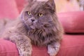 Muzzle of gray big long-haired British cat lies on a pink sofa. Concept weight gain during the New Year holidays, obesity, diet Royalty Free Stock Photo