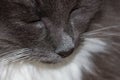 Muzzle of gray cat