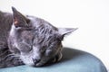 muzzle gray cat Burmese blue color sleeping on a green armchair.horizontal