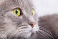 Muzzle of the gray cat looking half-turned Royalty Free Stock Photo