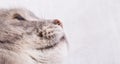 Muzzle of the gray cat looking up Royalty Free Stock Photo