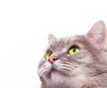 Muzzle of the gray cat looking up Royalty Free Stock Photo