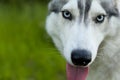 Muzzle gray colored dog Siberian husky breed with its tongue hanging out