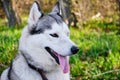 Muzzle gray colored dog Siberian husky breed with its tongue hanging out