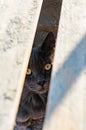 The muzzle of a gray Maine Coon cat and beautiful cat`s eyes with glare from the sun through a crack in the wooden construction.