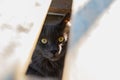 The muzzle of a gray Maine Coon cat and beautiful cat`s eyes with glare from the sun through a crack in the wooden construction.