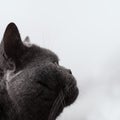 Muzzle of a gray short-haired British cat Royalty Free Stock Photo