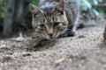 Muzzle gray tabby cat with green eyes