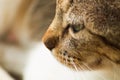 The muzzle of a gray tabby cat looks to the left, into the distance, thinking about something. Personification of thoughtfulness, Royalty Free Stock Photo