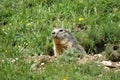 Muzzle of a groundhog popping up from a hole in the mountains Royalty Free Stock Photo
