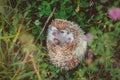 A muzzle of a hedgehog looks out from a ball in summer grass