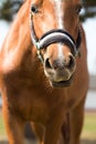 Muzzle of a horse close up.