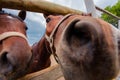 Muzzle horse, close-up nose. Royalty Free Stock Photo