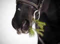 Muzzle of a horse with a fir-tree branch Royalty Free Stock Photo