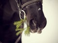 Muzzle of a horse with a fir-tree branch Royalty Free Stock Photo