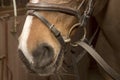 Muzzle horse in snaffle bridle, the lower par Royalty Free Stock Photo