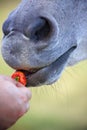 The muzzle of a horse taking a piquant pepper