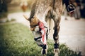 The muzzle of horse of the winner of the competition. Portrait sports stallion in the bridle after the competition with premium Royalty Free Stock Photo