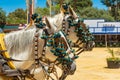 2 muzzle of horses festively decorated with green tassels and silver bells, side view
