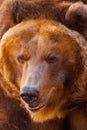 Muzzle. Huge powerful brown bear close-up, strong beast on a stone background