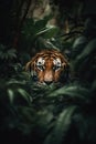 vertical portrait muzzle of a hunting tiger in green thickets in the jungle Royalty Free Stock Photo