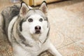 Husky breed dog Royalty Free Stock Photo