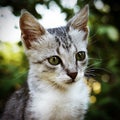 Muzzle kitten closeup