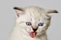 Muzzle kitten that meows Royalty Free Stock Photo