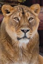 Muzzle of a lioness close up, large predatory cat in the whole frame. portrait - very close-up