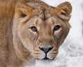 Muzzle of a lioness female lion close-up, greedy passionate look hungry brown eyes predator right at you. symmetrically on a Royalty Free Stock Photo