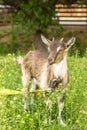 Muzzle of a little kid with horns close-up Royalty Free Stock Photo