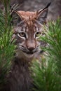 Muzzle lynx close-up among the fir branches, the cat carefully looks from the ambush, attentive gaze