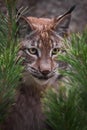 Muzzle lynx close-up among the fir branches, the cat carefully looks from the ambush, attentive gaze