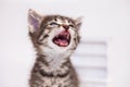 Muzzle meowing cat close-up. The cat screams Royalty Free Stock Photo