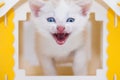 Muzzle meowing cat close-up. White kitten in a yellow house Royalty Free Stock Photo