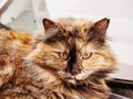 The muzzle of a motley fluffy ginger black cat. Closeup