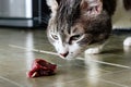 Muzzle of a mustache cat close-up sniffs a piece of raw meat on the floor. Natural pet food Royalty Free Stock Photo