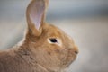 The muzzle of a New Zealand Red rabbit Royalty Free Stock Photo