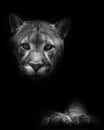 Muzzle and paws isolated in darkness. Cougar beautifully  lies on a dark background, a powerful predatory big cat Royalty Free Stock Photo