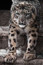 Muzzle and paws of a snow leopard, a big cat close-up with an open maw