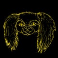 Muzzle Pekingese dog, yellow color outline isolated on black bac